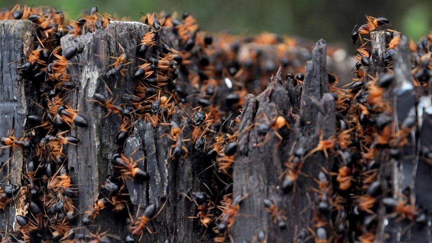 Ants flee from floodwaters.