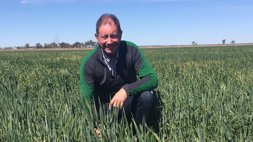 John Campbell kneels on one knee in a field of green wheat