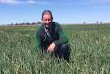 John Campbell kneels on one knee in a field of green wheat