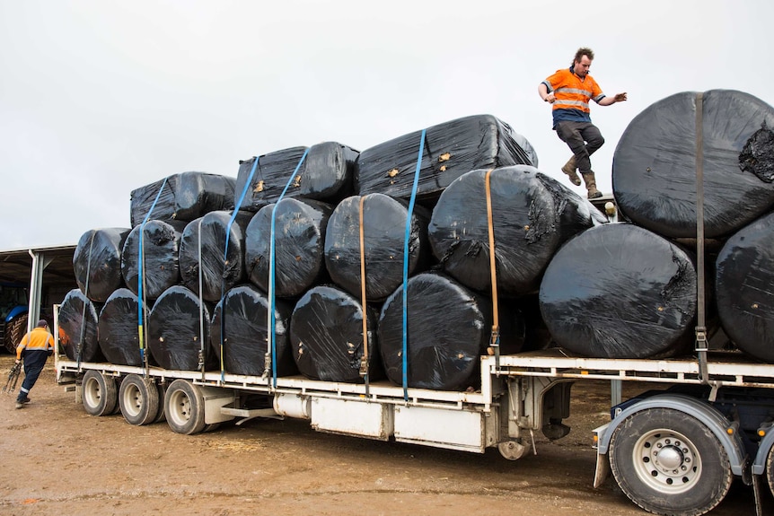 Volunteers strap hay bales down on the trucks before heading off