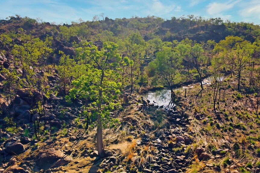 A boab tree sits next to a small creek in the Kimberley, WA
