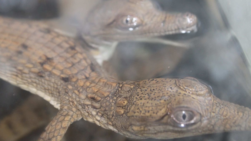 Baby crocs found in Mt Isa pool