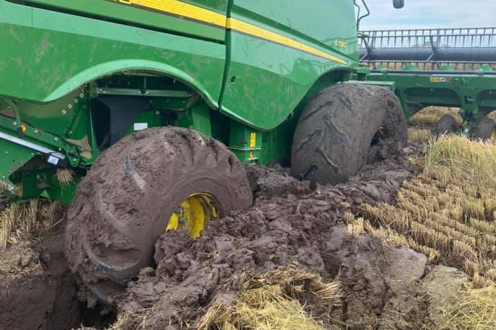 A big green John Deere header bogged in mud while stripping a rice crop.
