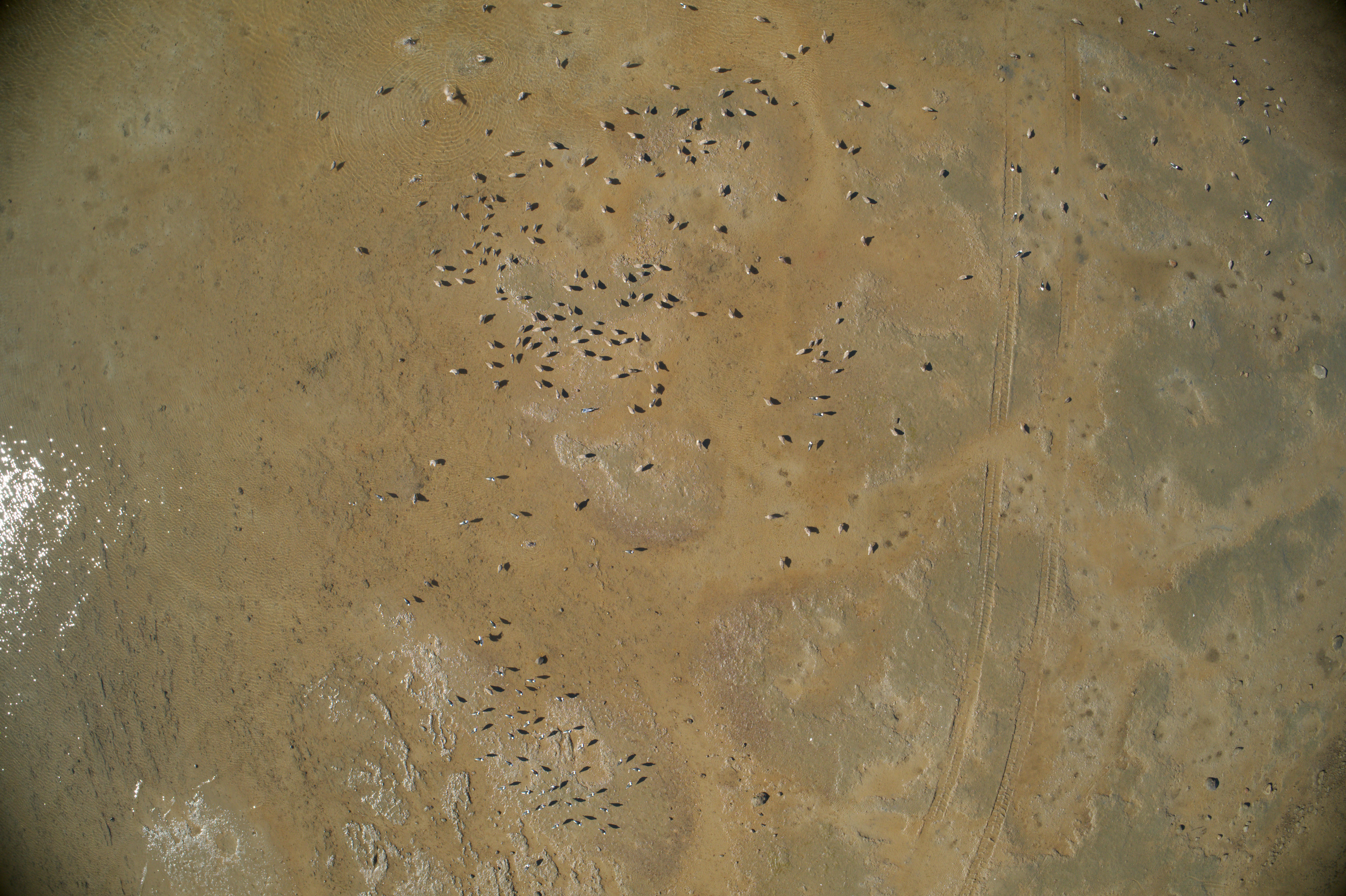 A drone image of Australian shorebirds.