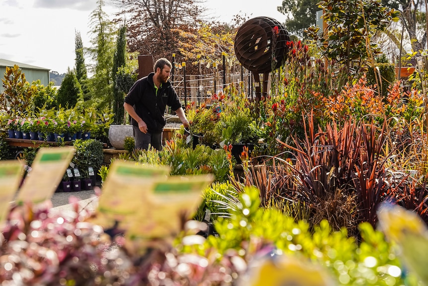 A man in cargo pants and long-sleeved top rearranges plants in a large colourful nursery.