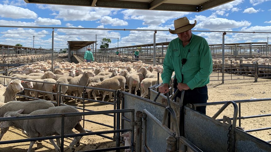 A man standing wearing a green shirt and hat standing undercover in a sheep pen drafting Merino ewes. 