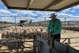 A man standing wearing a green shirt and hat standing undercover in a sheep pen drafting Merino ewes. 