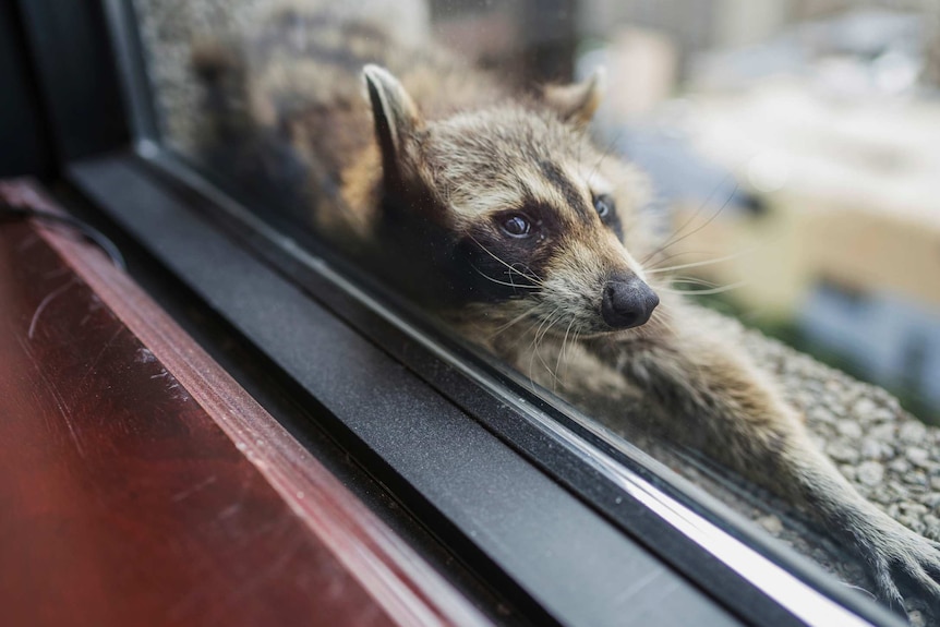 A raccoon rests on a windowsill of a building in Minnesota.