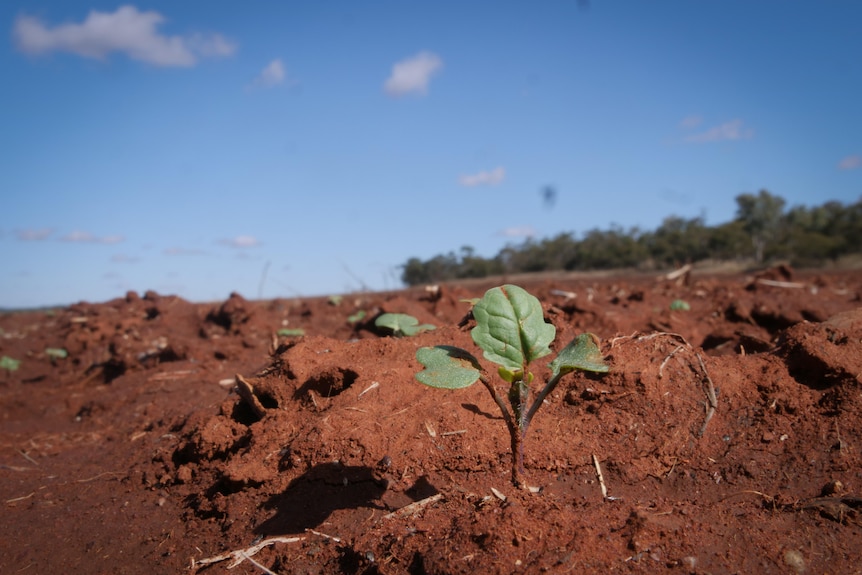 A tiny canola plant emerges from the ground.