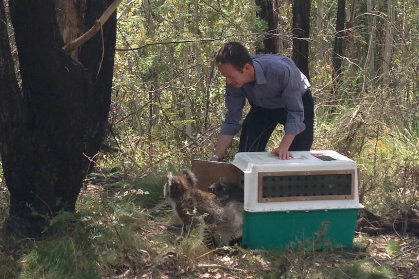 The new arrivals are joining eight koalas who were released into Tidbinbilla late last year.