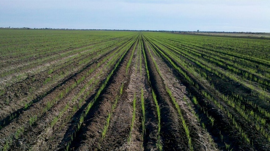 Rice trials in North Queensland