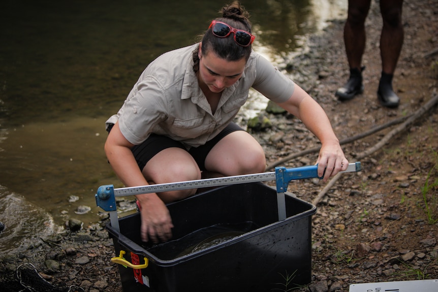 Woman in khaki kneeling over a large black plastic container, measuring a lungfish that's inside.