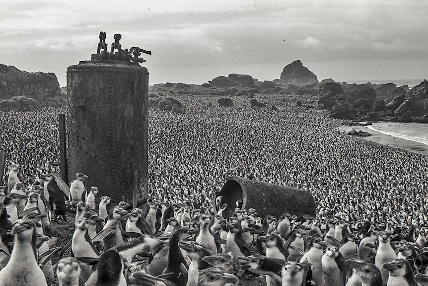 Penguins on Macquarie Island