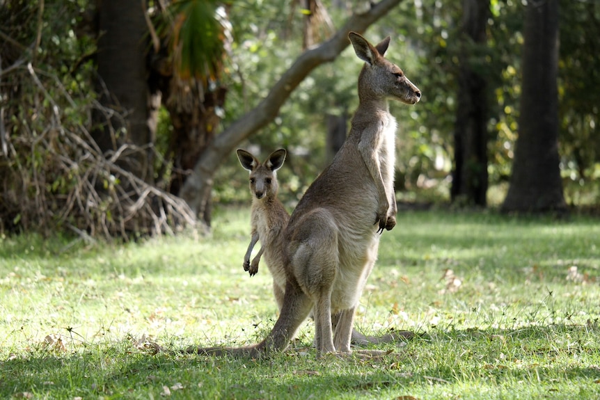 One tall kangaroo, much smaller one standing next to it in grass.