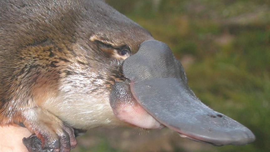 Platypus are common in waterways across the ACT and surrounding region.