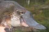 Platypus up close