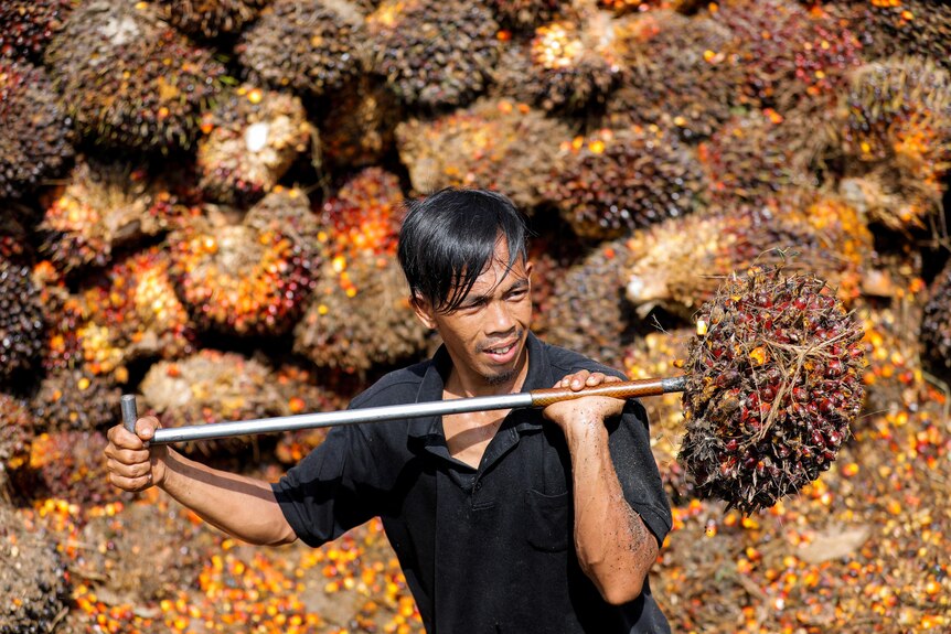 A man holds a large, spiky brown fruit using a claw utensil. Behind him is a pile of similar fruits