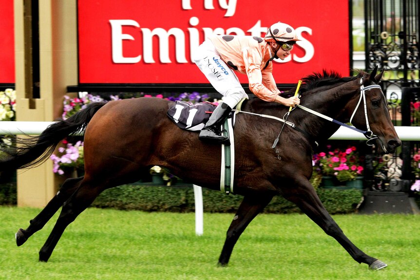 Black Caviar wins first start at Flemington