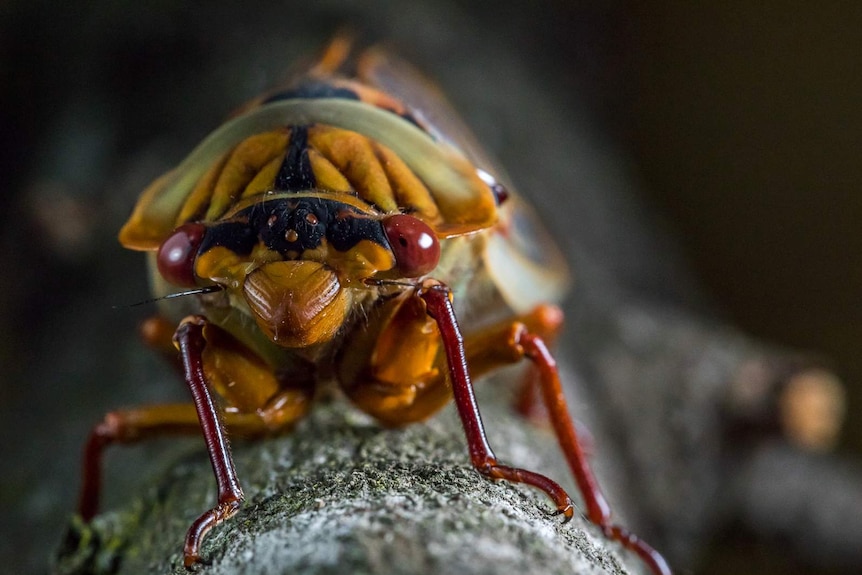 Close up of a masked devil cicada.