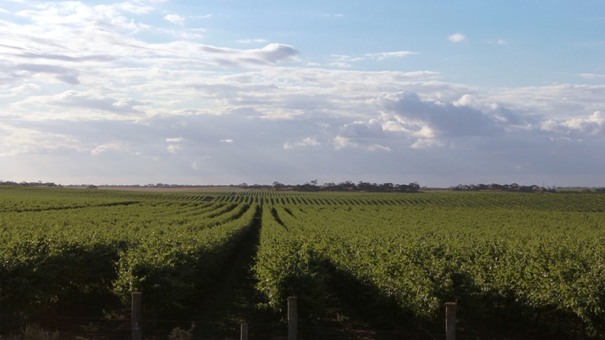 Vineyard in the Riverland