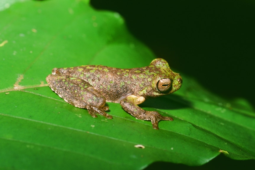 Bird poo' frog among five new species classified in Papua New