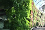 Green wall at The Calyx