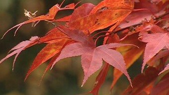 close up of red leaves