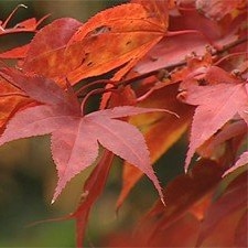 close up of red leaves