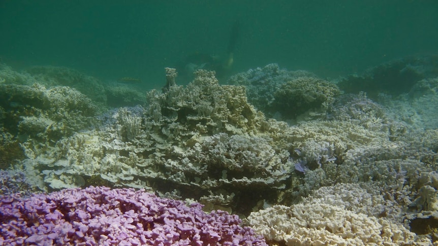Bleached coral at Lisianski Island, Hawaii