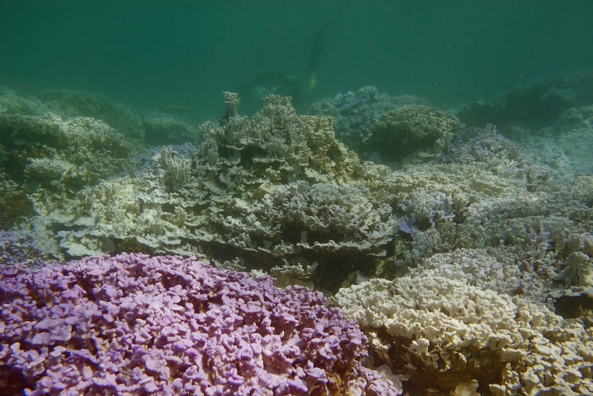 Bleached coral at Lisianski Island, Hawaii