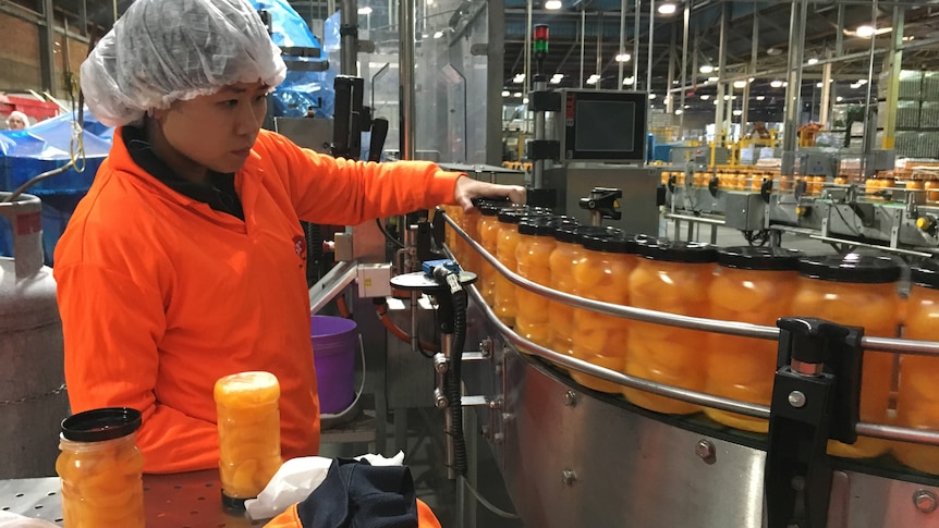Woman in hairnet and orange safety uniform checks plastic jars of apricots on a production line before they are labelled