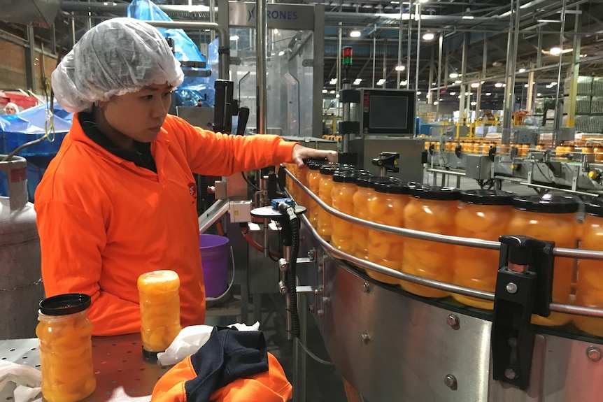 Woman in hairnet and orange safety uniform checks plastic jars of apricots on a production line before they are labelled