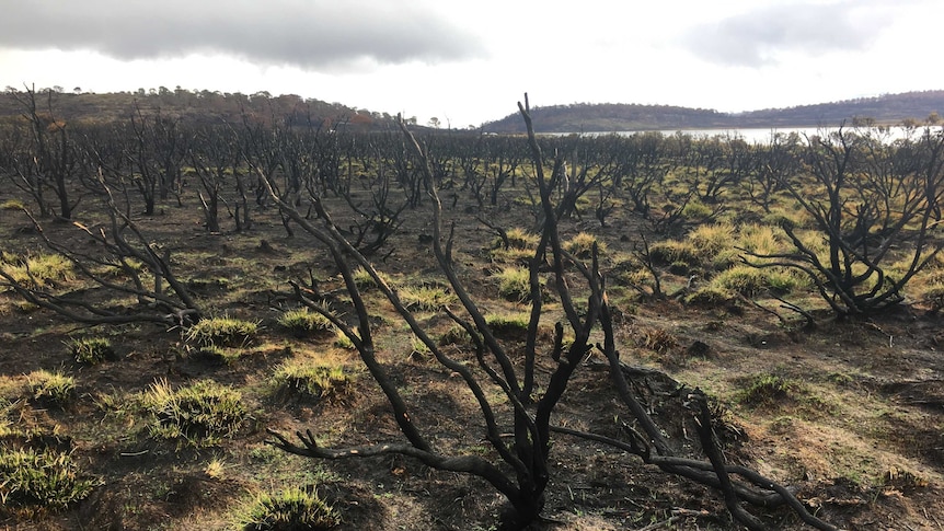 A burnt part of Tasmanian bushland with some green growth among burnt and blackened soil.