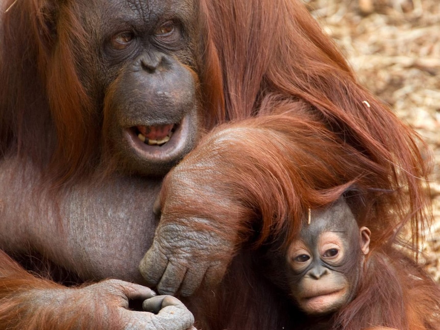 Mother and child orangutan