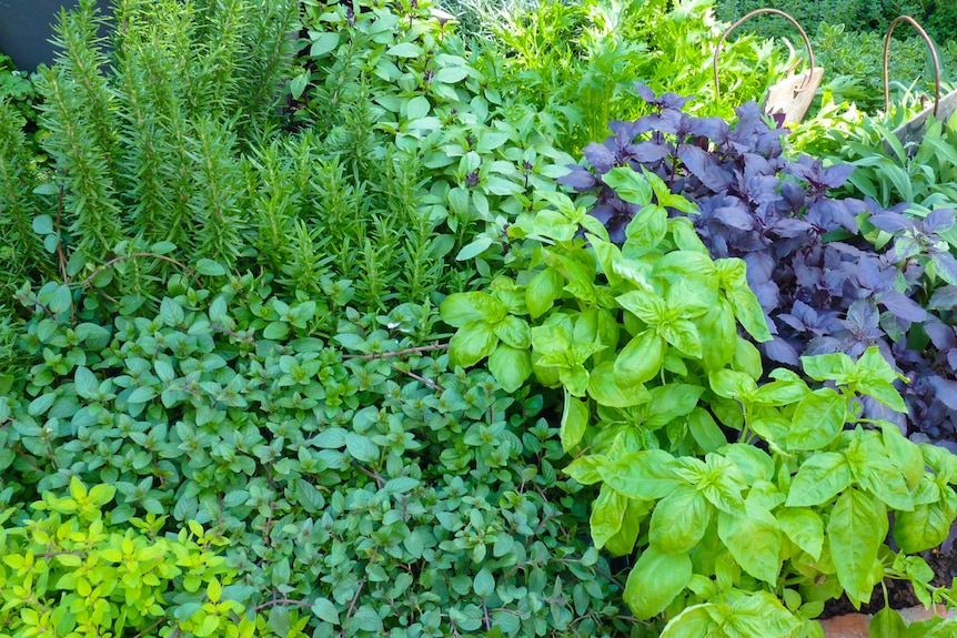 Rosemary, oregano and basil growing closely together.