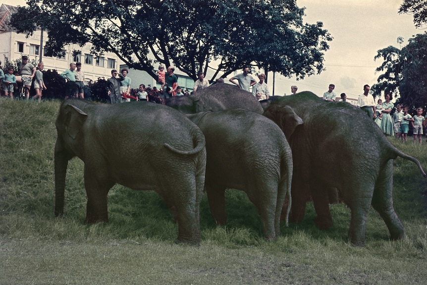 Four small elephants stand on grass while a crowd forms on a slight hill.