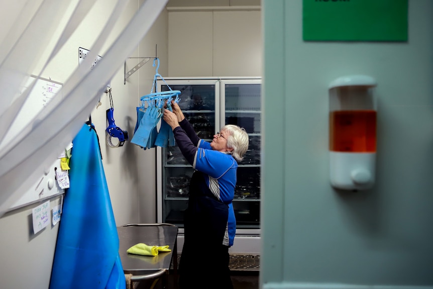 Woman with white hair wearing navy blue apron and blue shirt stands in storeroom holding a rack of gloves