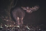 A pademelon eating as an owl swoops in behind, at night