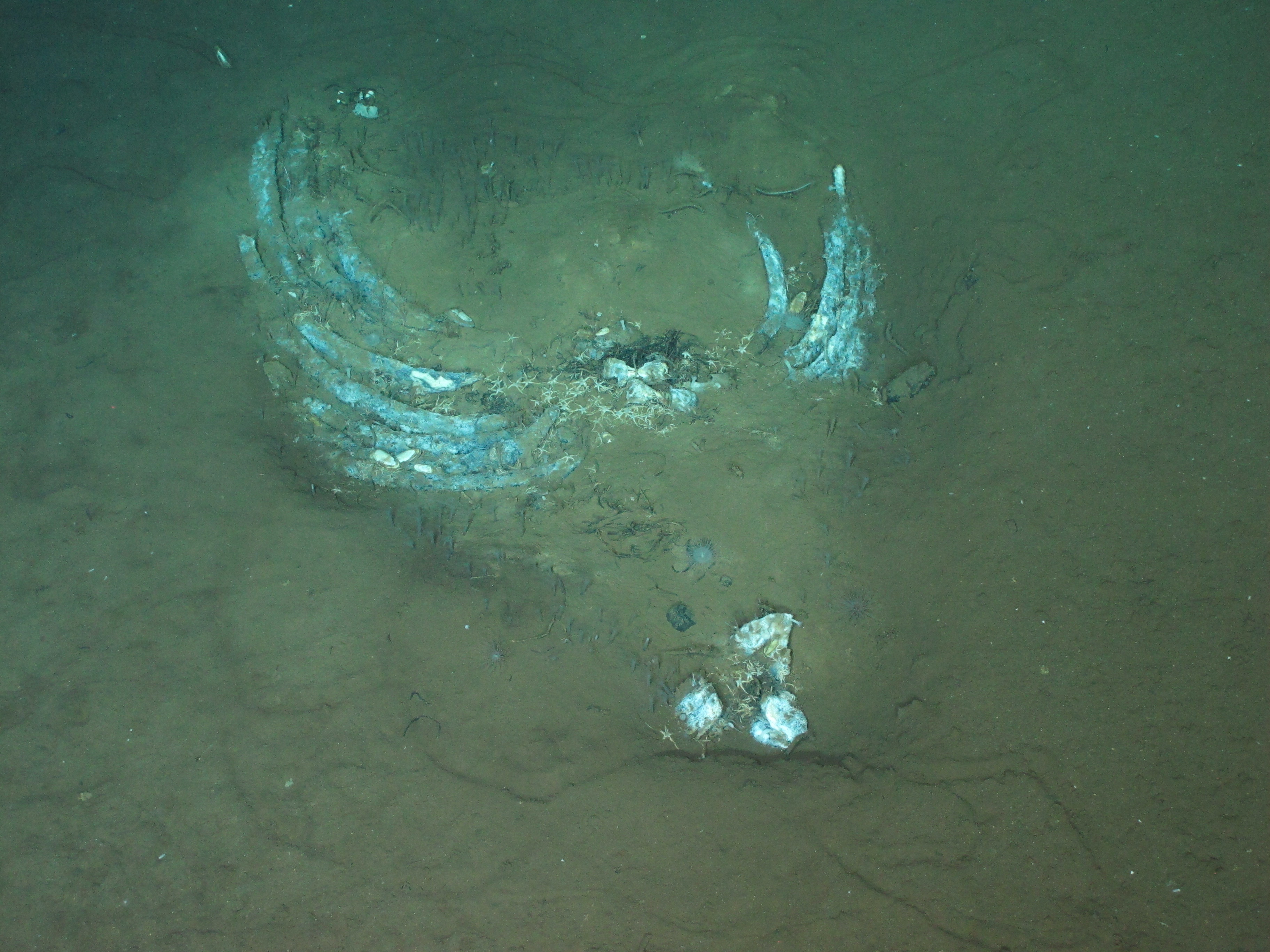 Splayed out ribs flat on a silty ocean floor with three chunky vertebrae a few metres away in bottom of picture.