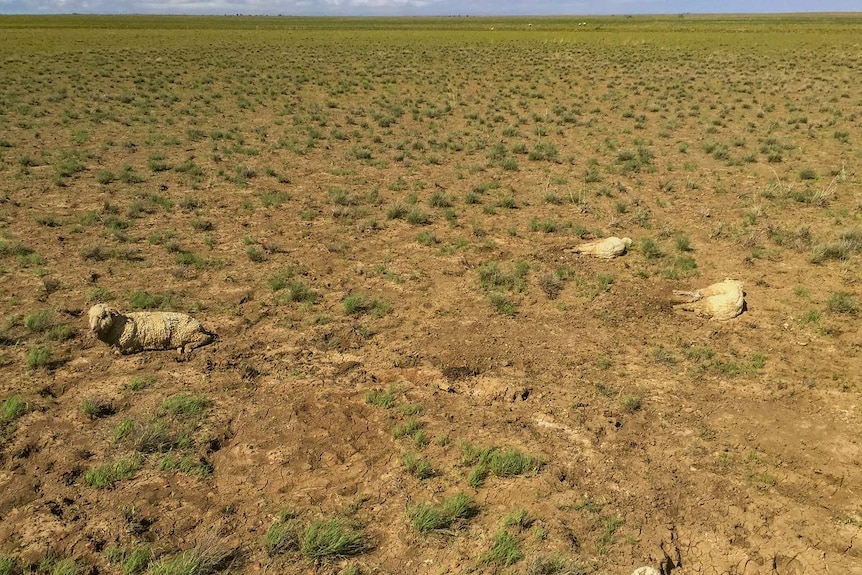 Three dead sheep in a paddock