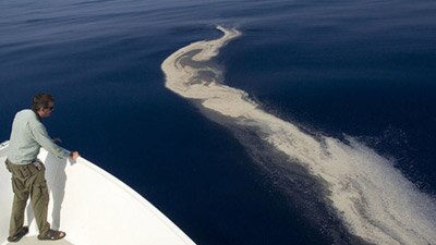 Timor Sea Oil Slick (wwf.org.au)