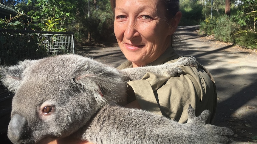 A specialist koala vet stands holding a koala