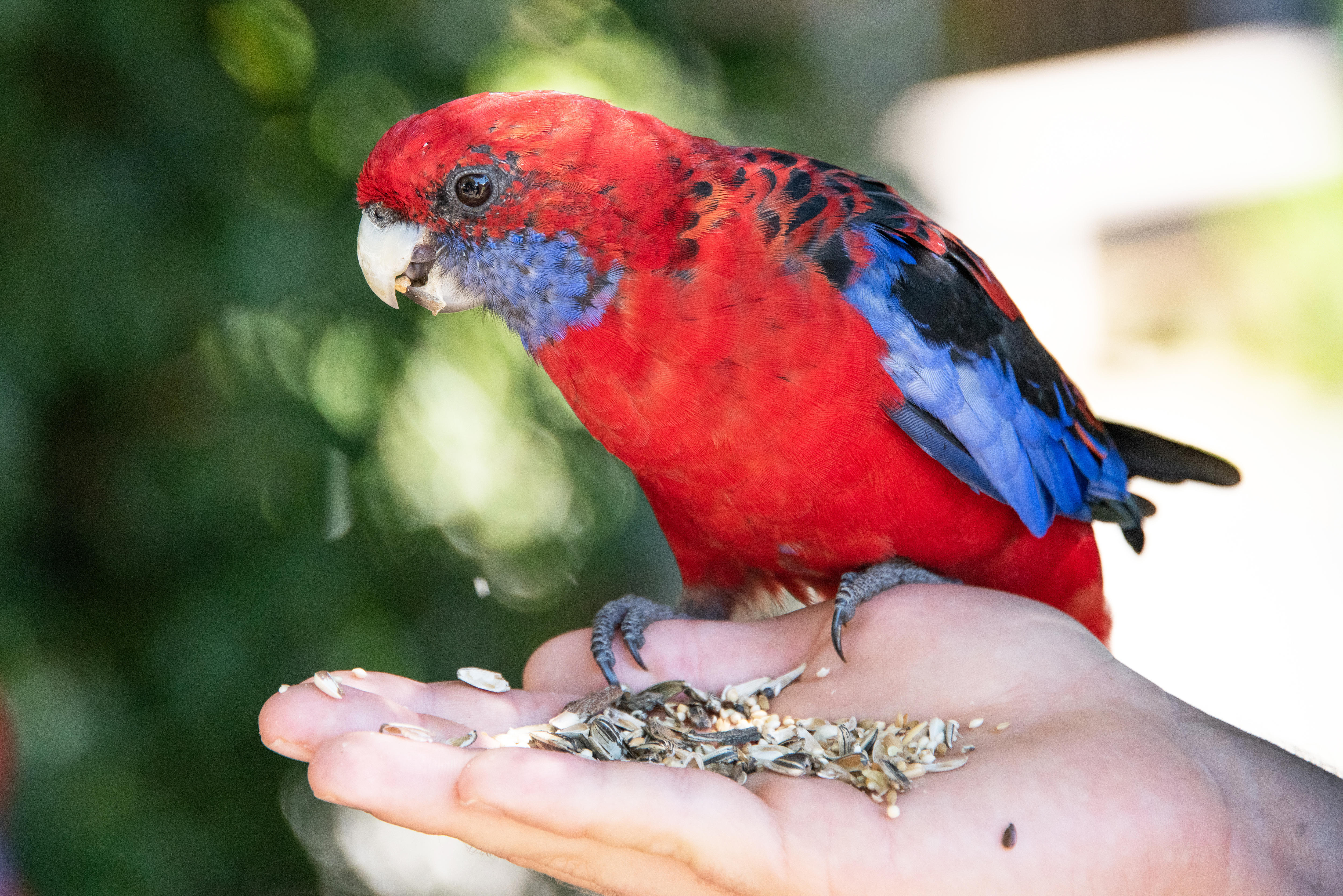 Is it ever OK to feed wild birds in Australia?