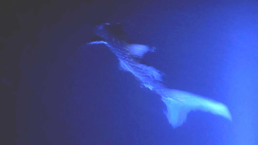 A whale shark swims away from the camera illuminated by an eerie blue light. The picture is slightly burred as the animal moves.