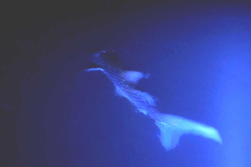 A whale shark swims away from the camera illuminated by an eerie blue light. The picture is slightly burred as the animal moves.