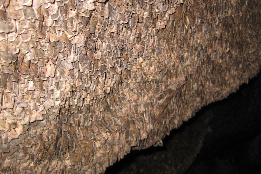 Bogong moths lining the wall of an alpine cave