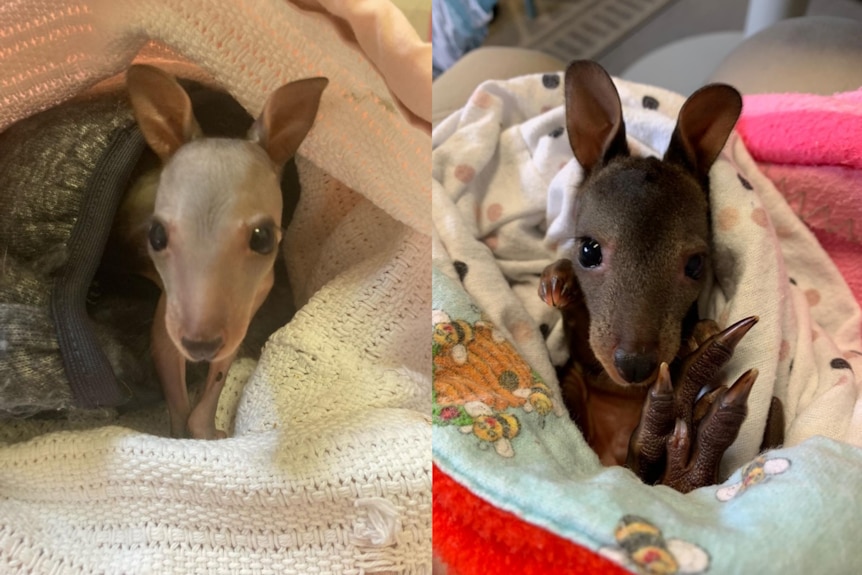 Two images of a baby pademelon swaddled in fabric , the one on the right looks slightly older