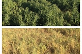 Before and after photos showing the damage a heat wave inflicted on a field pea crop