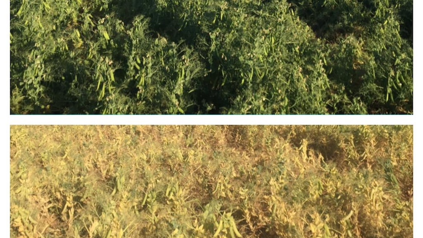 Before and after photos showing the damage a heat wave inflicted on a field pea crop