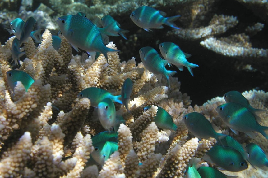Fish on a healthy reef